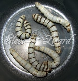 Élevages Lisard - Vers à soie - Silkworms - Bombyx mori - Zebra